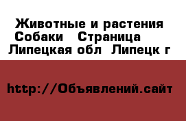 Животные и растения Собаки - Страница 16 . Липецкая обл.,Липецк г.